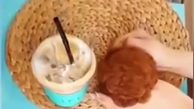 The TOP Funny Animals