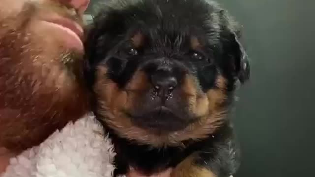 Cute puppies video.