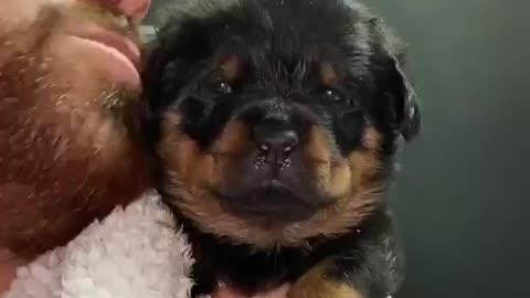 Cute puppies video.