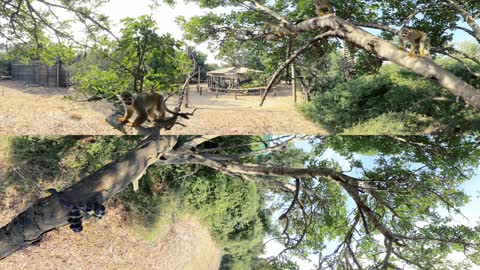 Zoo - Watch the monkeys in 360 degree