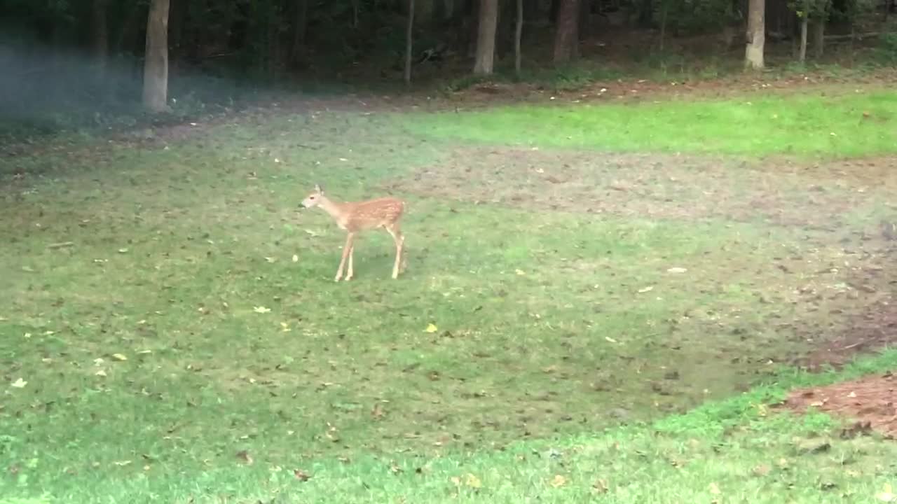 Cute! Baby deer and squirrel play