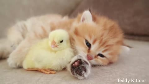 Kitten 😸 Sleeps sweetly with the chicken 🐔🐔