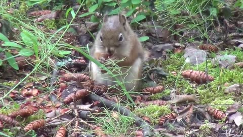 A baby squirrel eating,,,