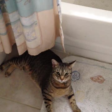 A very funny cat clip