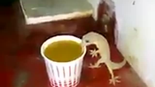 Lizards Drinking Tea, never seen before