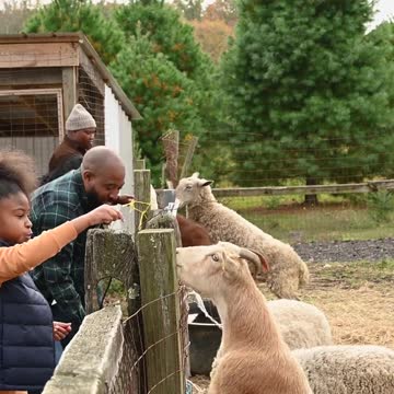 People Feeding Animals
