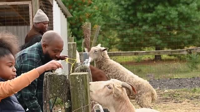 People Feeding Animals