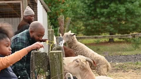 People Feeding Animals