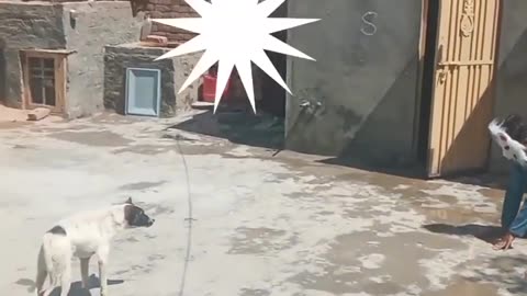 Funny Moments