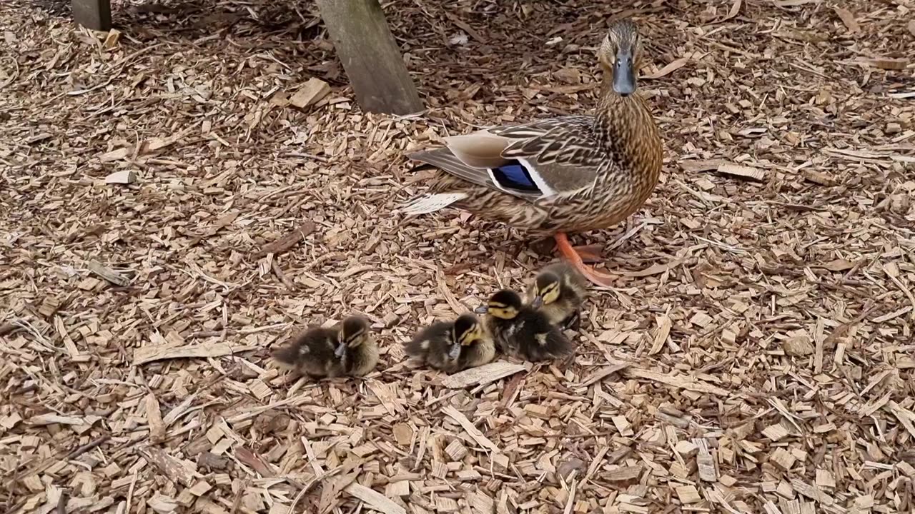 Duck Plus Cute Ducklings In Great Britain 2