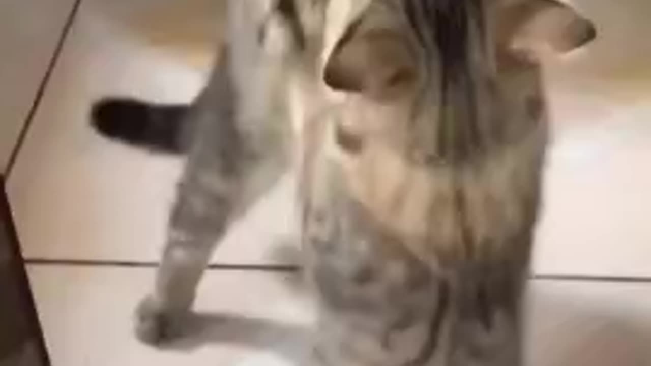 CAT & PUPPY DANCE (2)🐈🐕