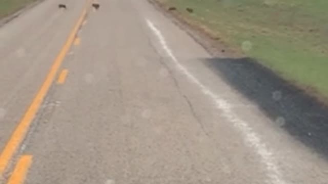 Enormous wild boar family crosses the road