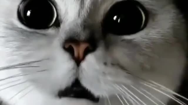 Funny cat video