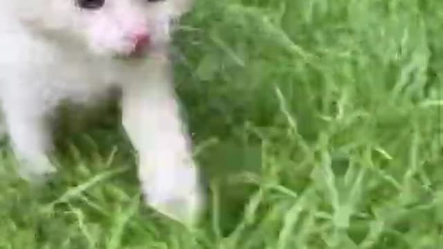 Pet funny video