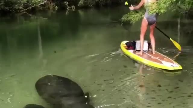 Don’t mind me, I’ll just be in the tree! 🤣 Have you ever been Paddleboarding?