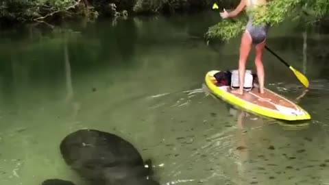 Don’t mind me, I’ll just be in the tree! 🤣 Have you ever been Paddleboarding?