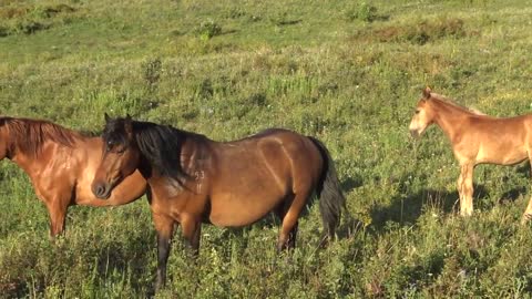 Horses at sunrise.