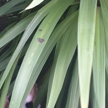 Cat playing Hide and Seek with Me 😻