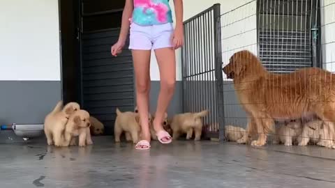 Cute puppies