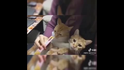2 cats eating catburry