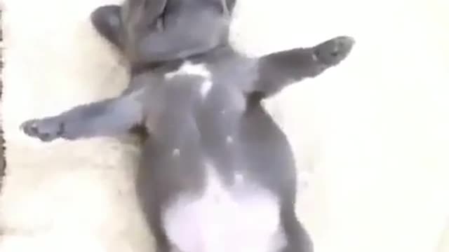 🤣 Awesome Funny Pet Animals Life Videos 😇