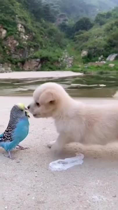 Funny Animal Videos - Awesome Funny Pet Animals | Cute Animals | Super Funny Dog Videos #short video