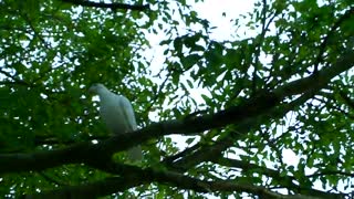 White Flyers