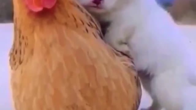 Cute Hen Taking Care Of a Cute Puppy 🐶 #cute #puppy #shorts #dog #animals
