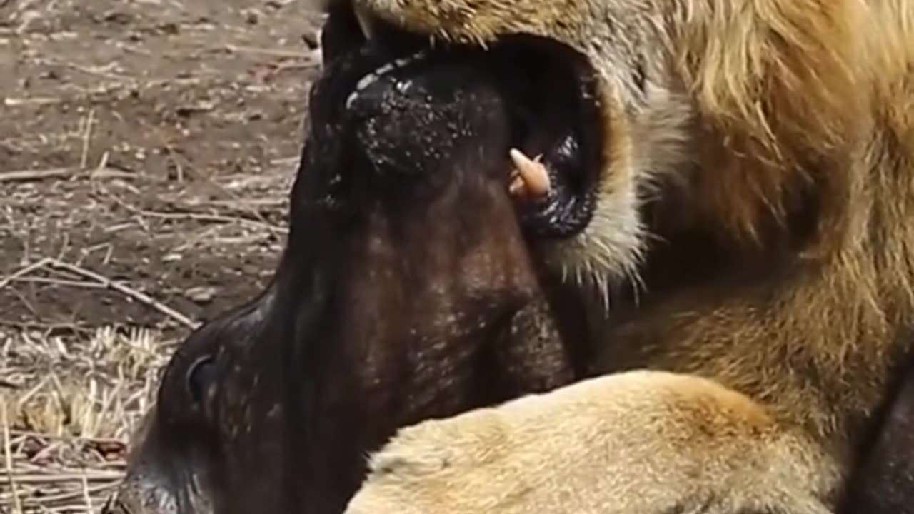 Animal world 💫💫 312