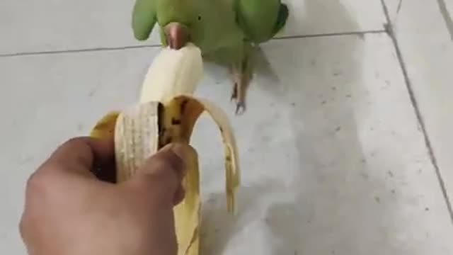 Indian Ringneck Parrot Talking and Eating Guava on Tree