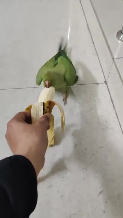 Indian Ringneck Parrot Talking and Eating Guava on Tree