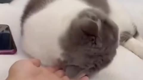 How to cut cat######👌👌👌👌👌