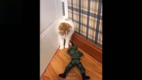 Soldier is attacking cat Part 2