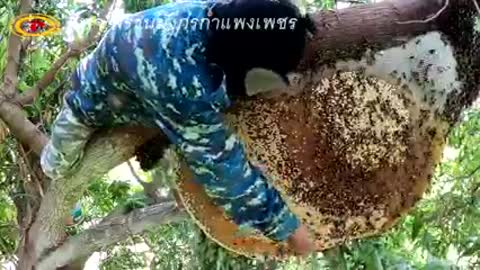 Taking 🍯 honey from honeycomb