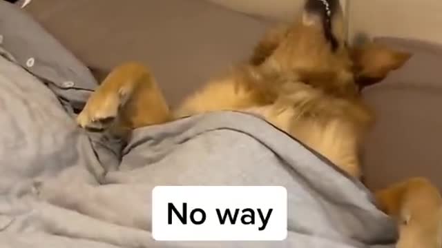 What a dog is this?