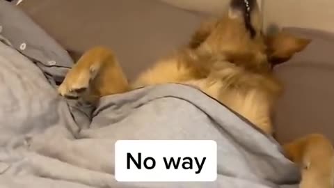 What a dog is this?