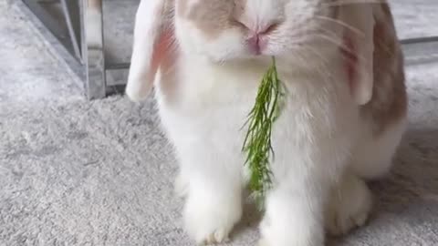 Some bunny asmr to brighten your Monday