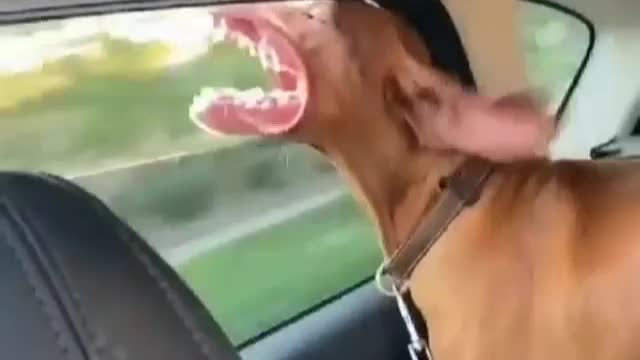 Dog funny video dog cute video..