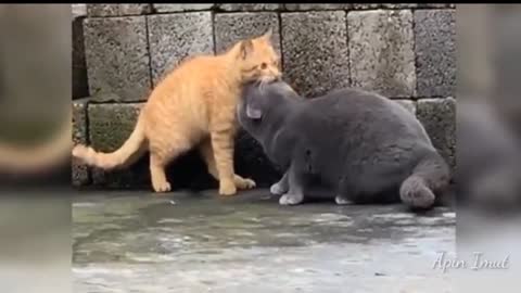 funny cats part 5