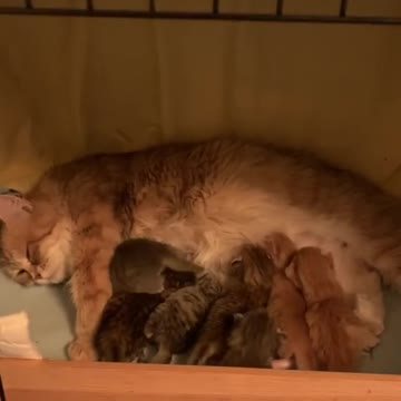 cute baby cat drink her mom milk