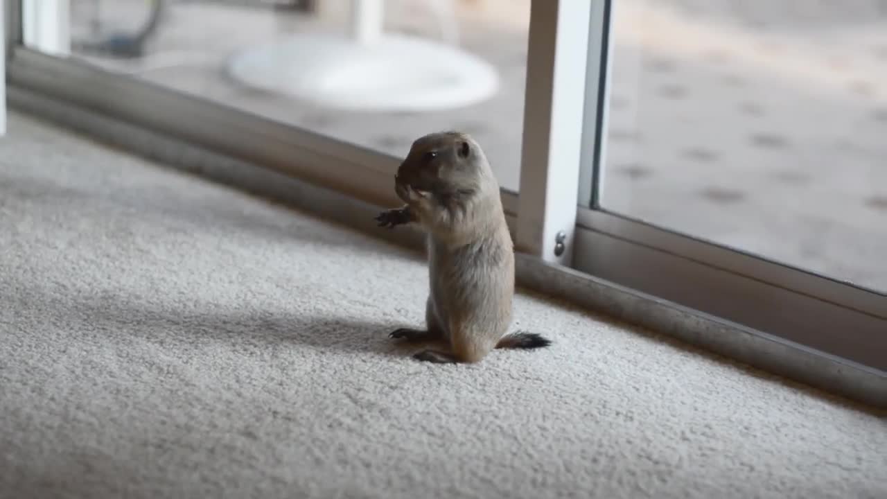 Watch "Our baby prairie dog, playing with our cat