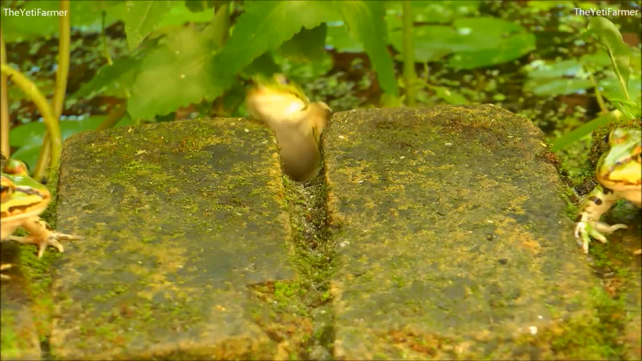 Frogs jumping