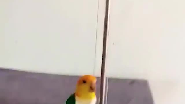 Bird fun videos