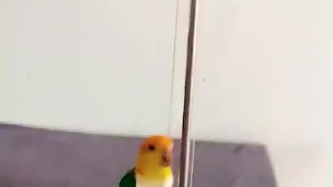 Bird fun videos