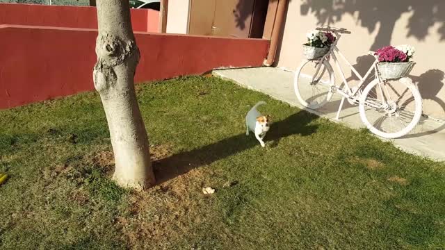 Jack Russell Puppies Time Lapse