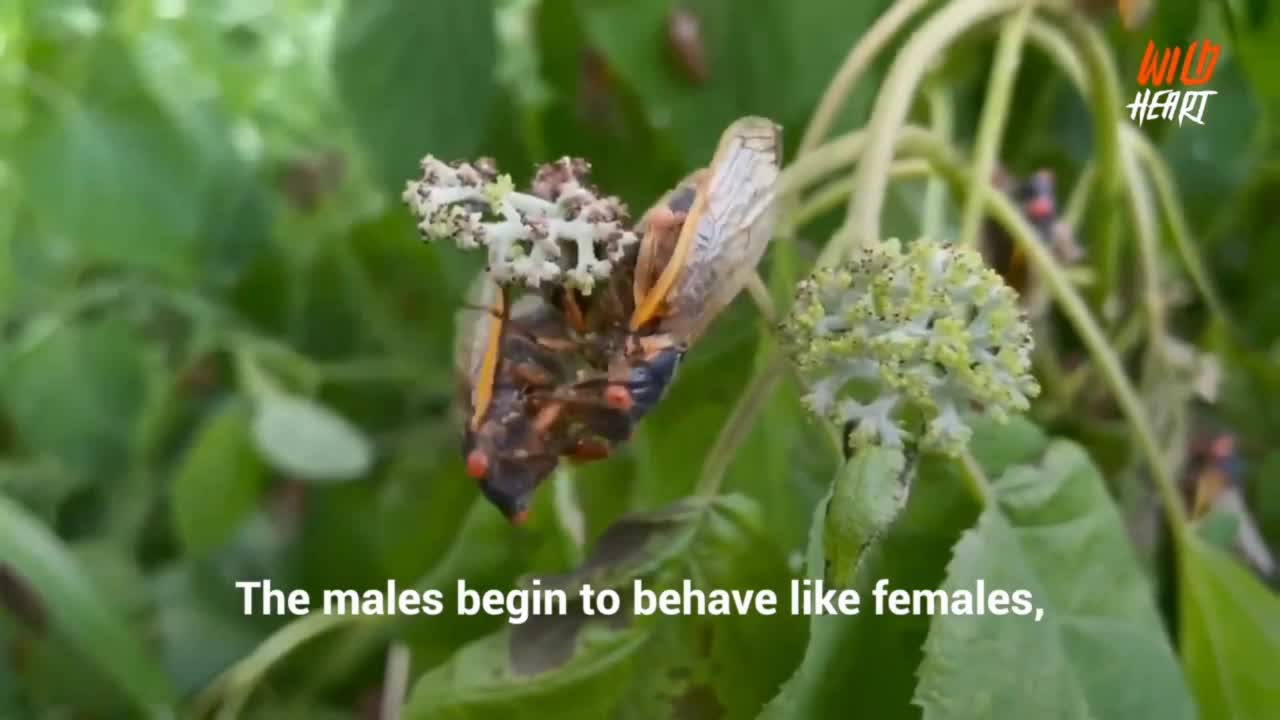 Zombie Insects to Zombie Humans