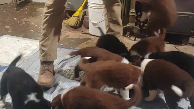 terra bytes pups
