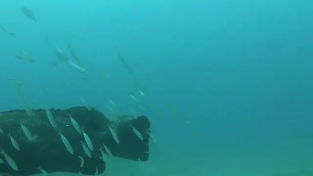 Spearfishing for Giant Grouper in Shipwrecks.