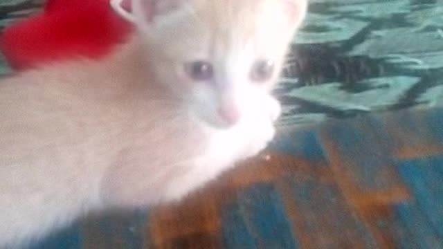 cat cat cat b
