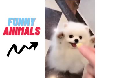 Funny animals 5